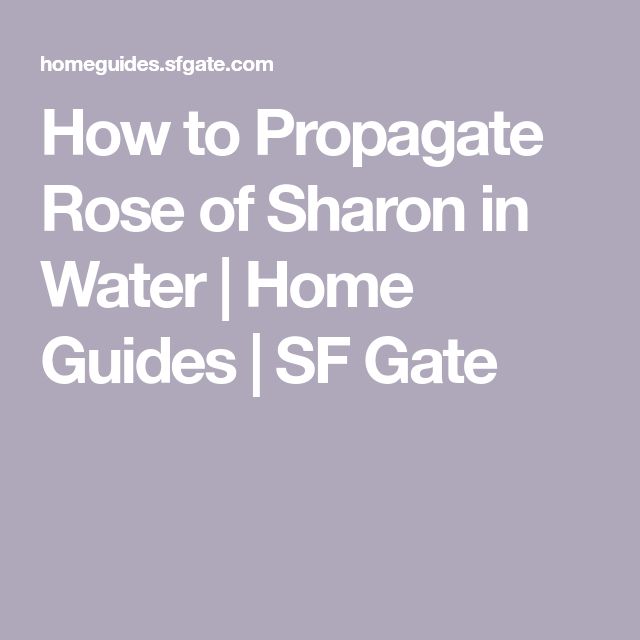 the text how to propagate rose of sharon in water / home guides