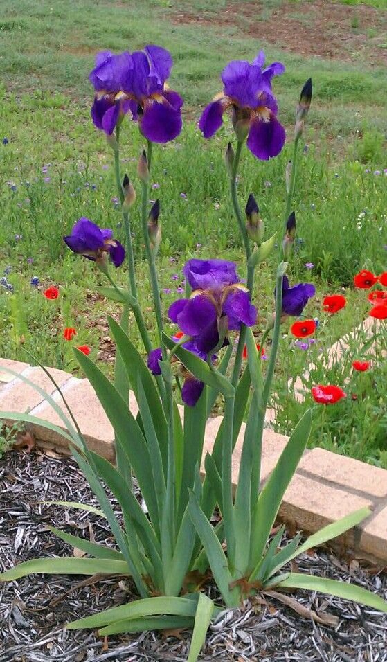 purple flowers are blooming in a flower bed on the side of a brick wall