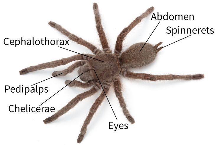 the parts of a spider on a white background