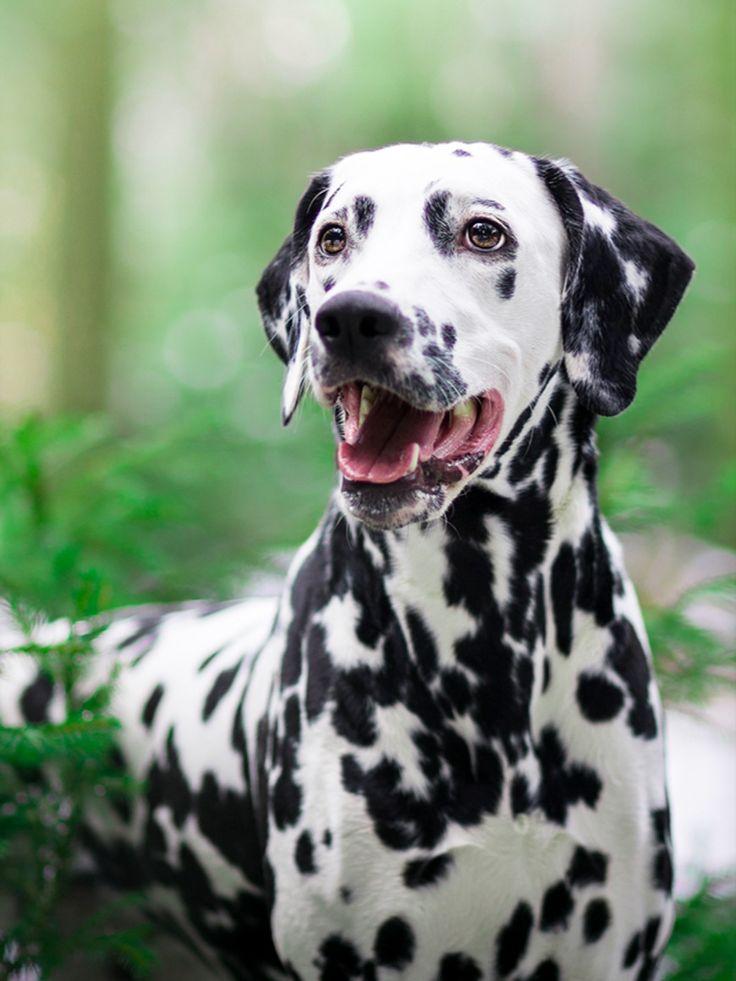 a black and white dalmatian dog standing in the woods