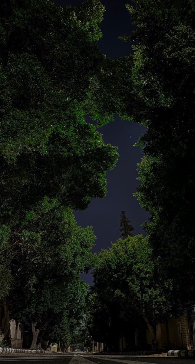 the street is lined with trees at night