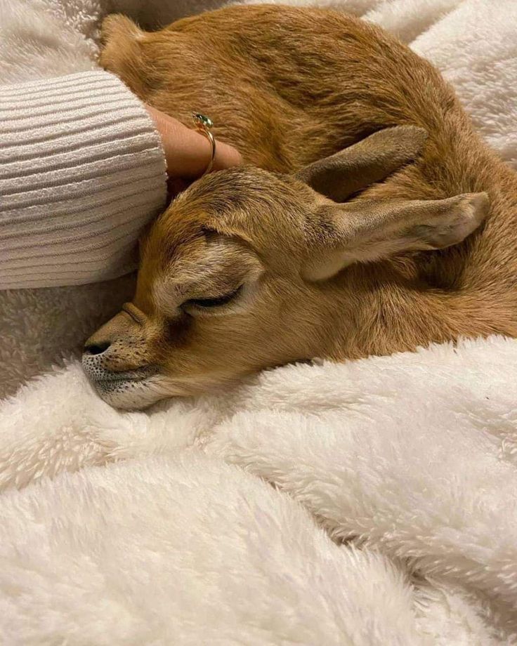 a small goat laying on top of a person's arm with it's eyes closed