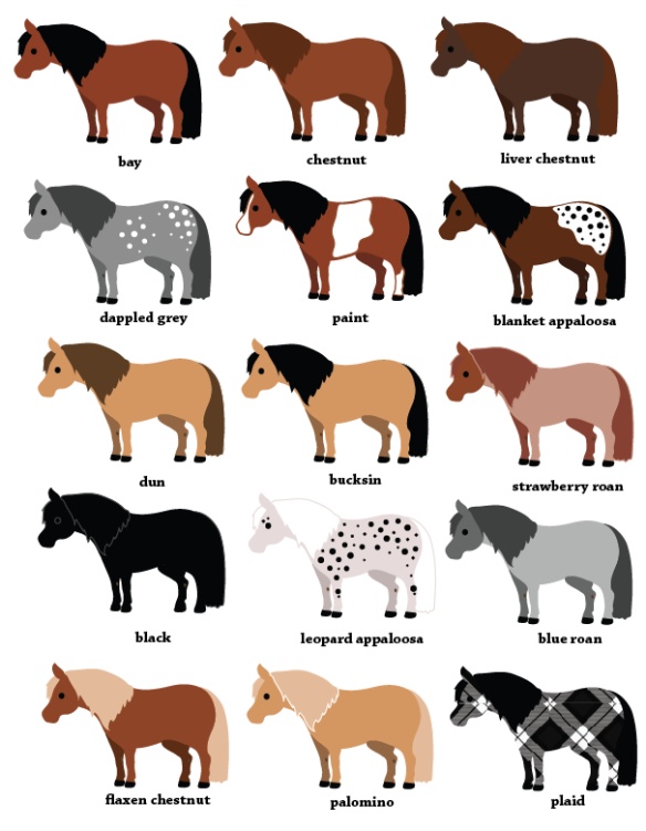 the different types of horses are shown in this image, and each horse has its own name