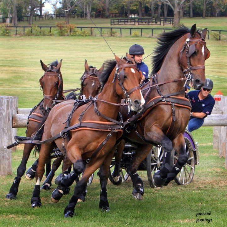 four horses are pulling a man in a buggy through the grass with two men behind them