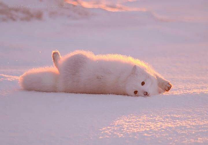 a small white kitten laying on its back in the snow with it's front paws up