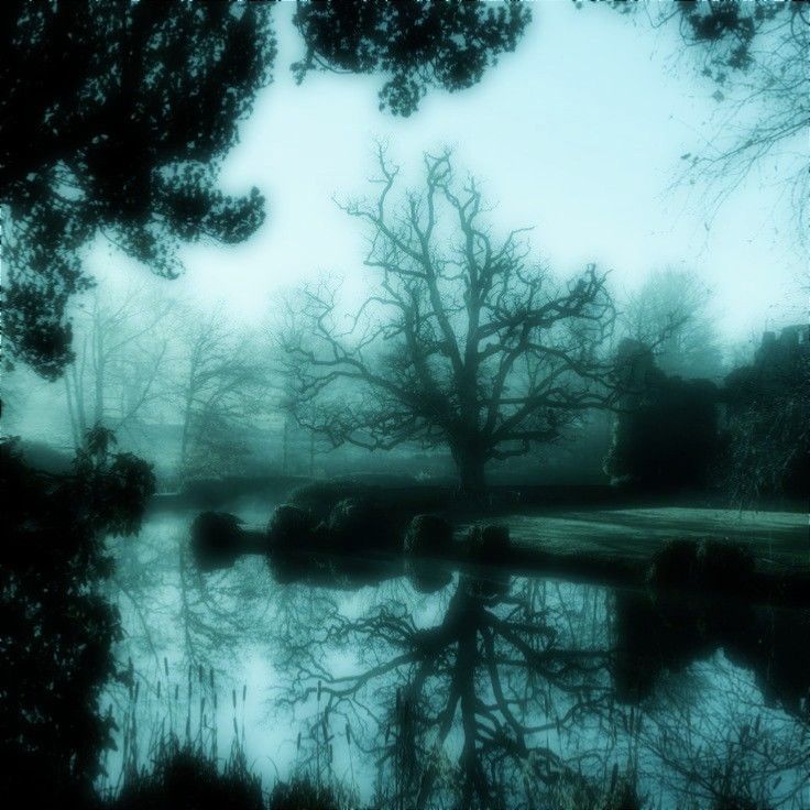 trees reflected in the water on a foggy day