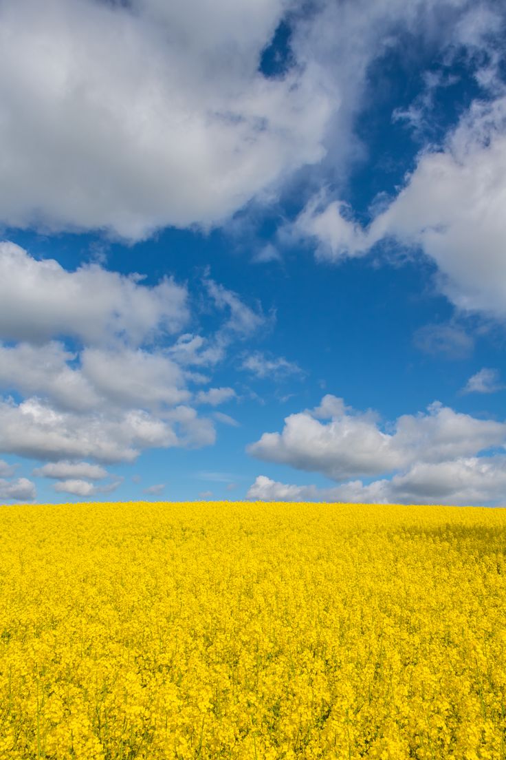 a large field full of yellow flowers under a blue sky with white puffy clouds