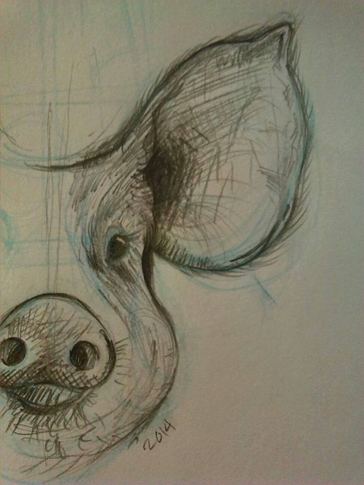 a pencil drawing of a pig's head with its nose open and eyes closed