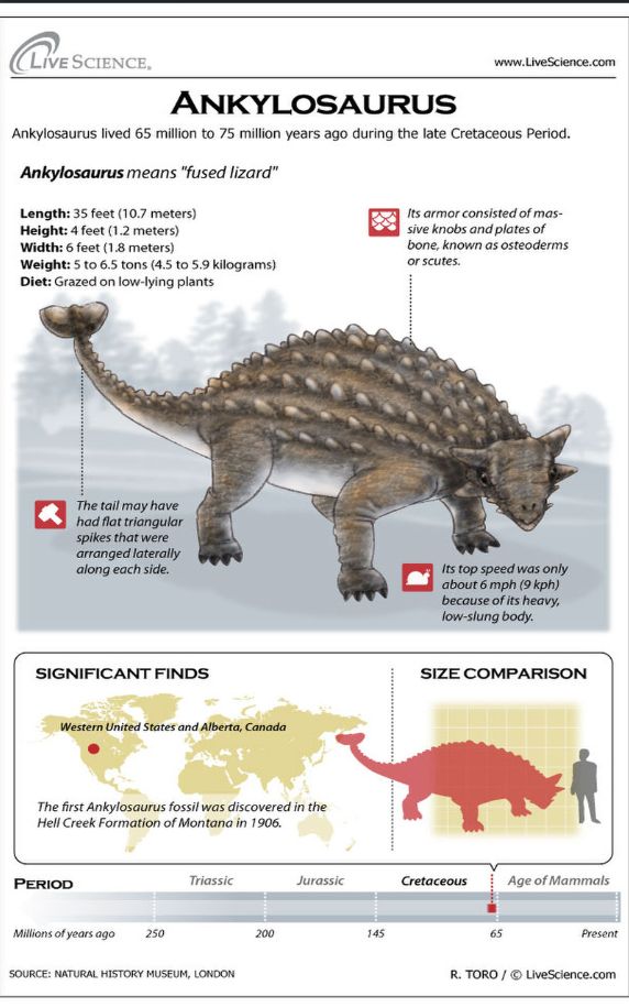 ankylosaurus is one of the largest living dinosaurs in the world info sheet