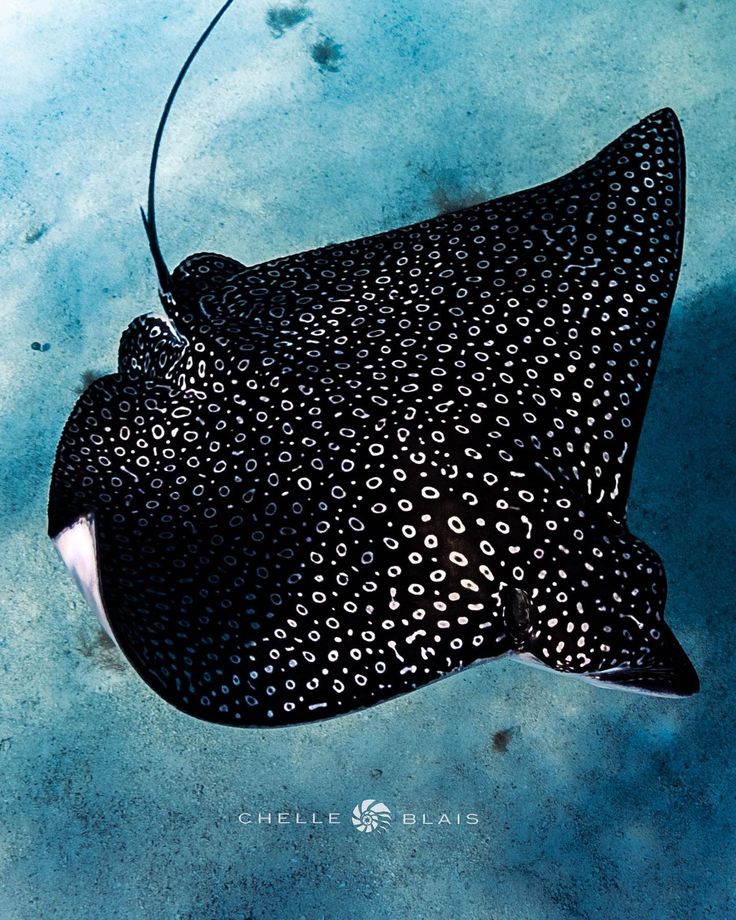 a manta ray swimming in the ocean