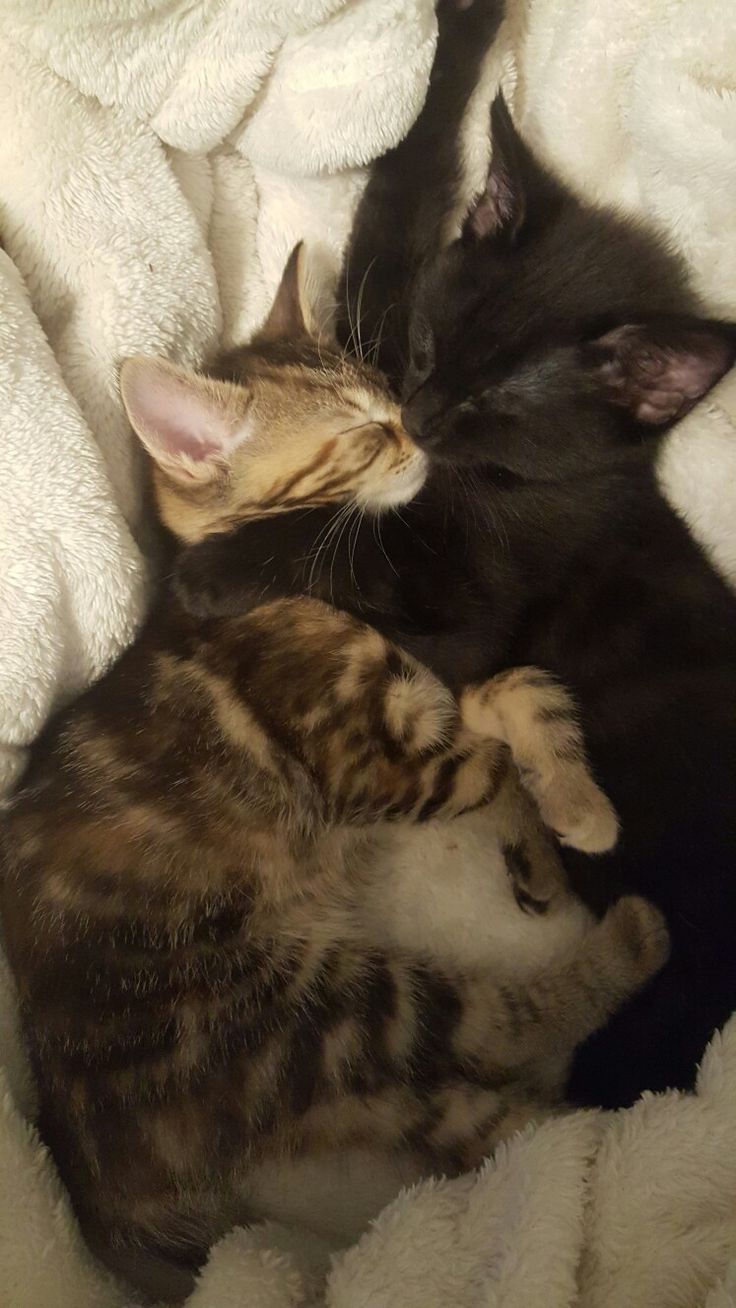 two kittens cuddle together on a white blanket