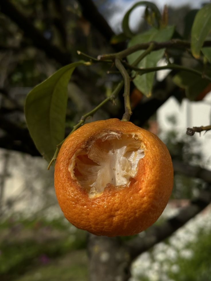 an orange that has been peeled and is hanging from a tree