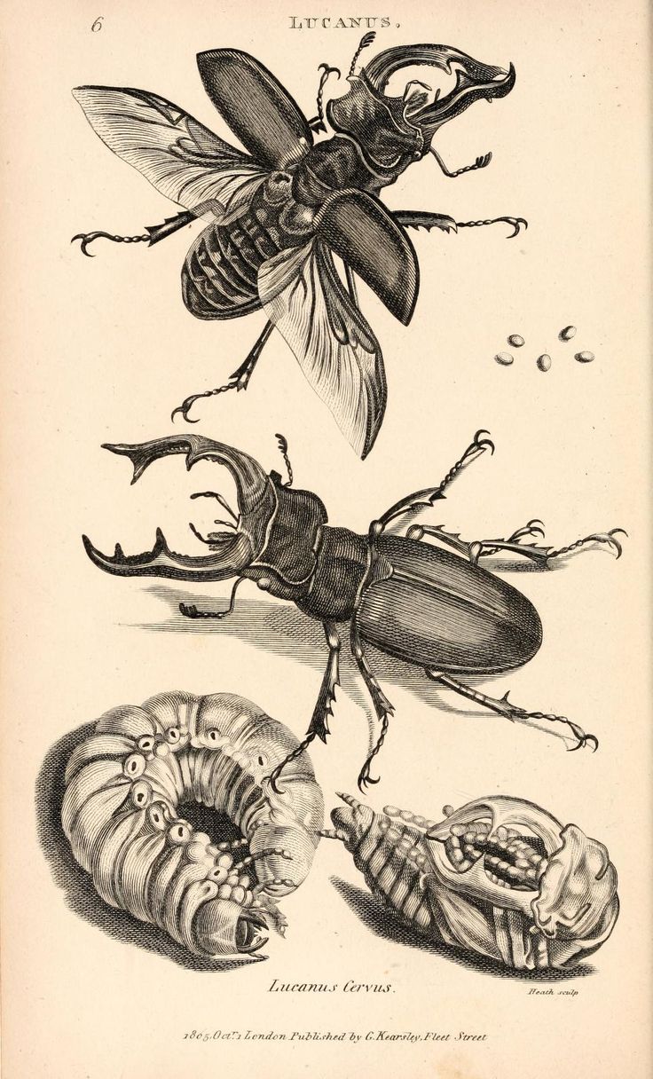 an insect and caterpillars are depicted in this engraving