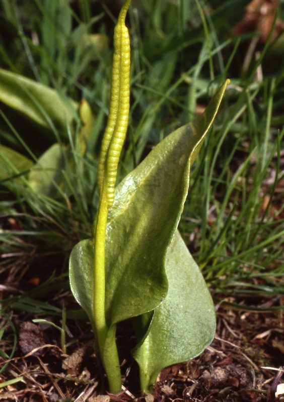 a close up of a plant on the ground