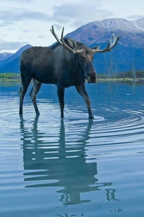 an animal standing in the middle of water with mountains in the backgrouds