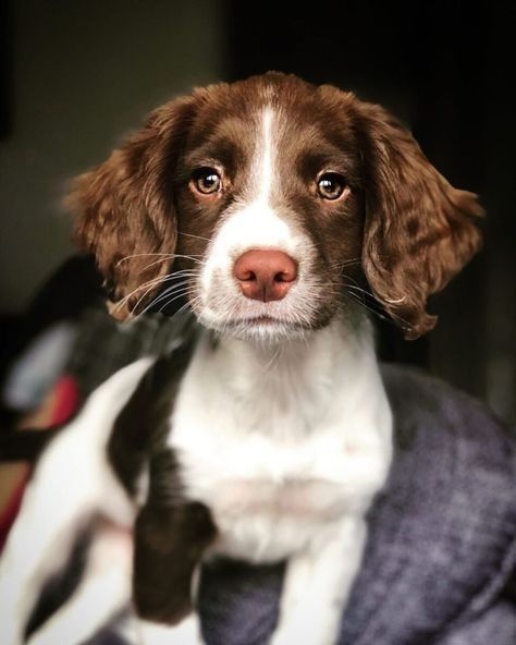 a brown and white dog sitting on top of a blanket