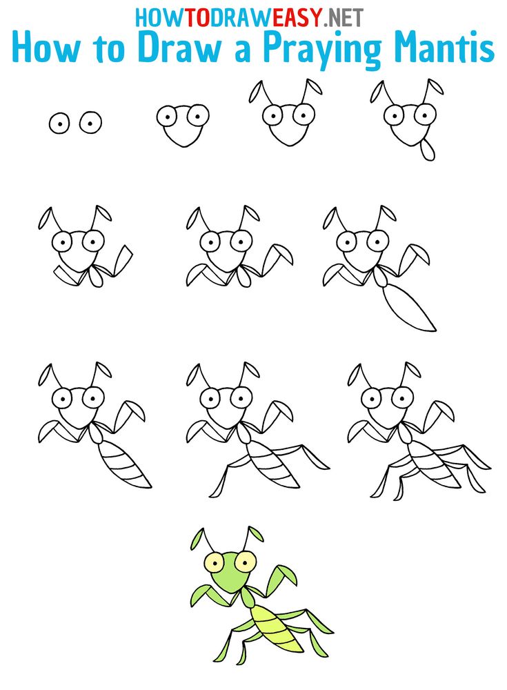 how to draw a praying mantiss step by step instructions for kids and adults