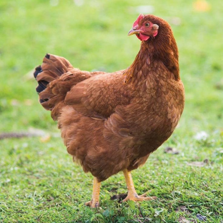 a brown chicken standing on top of a lush green field