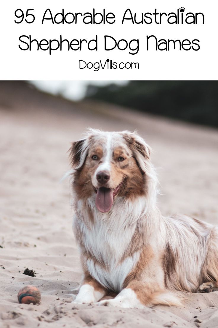 a brown and white dog laying on top of a sandy beach