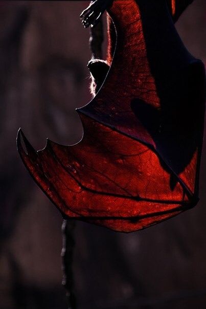 a red bat hanging upside down in the dark with it's wings spread out