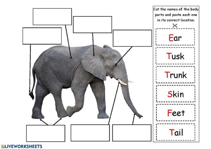 an elephant labeled in parts of its body