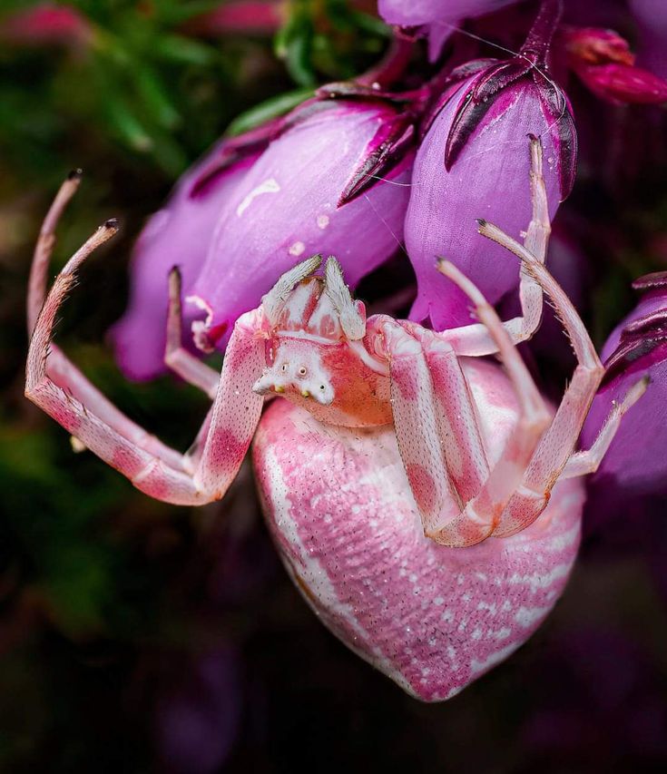 a pink and white spider sitting on top of a purple flower