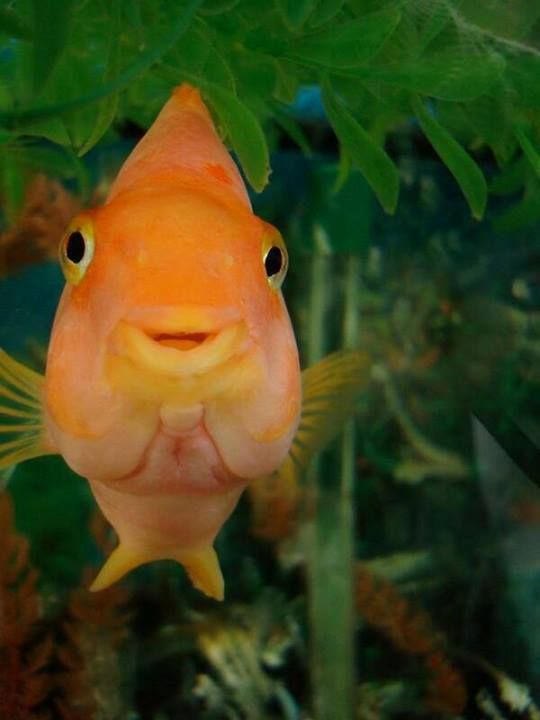 an orange fish is looking at the camera