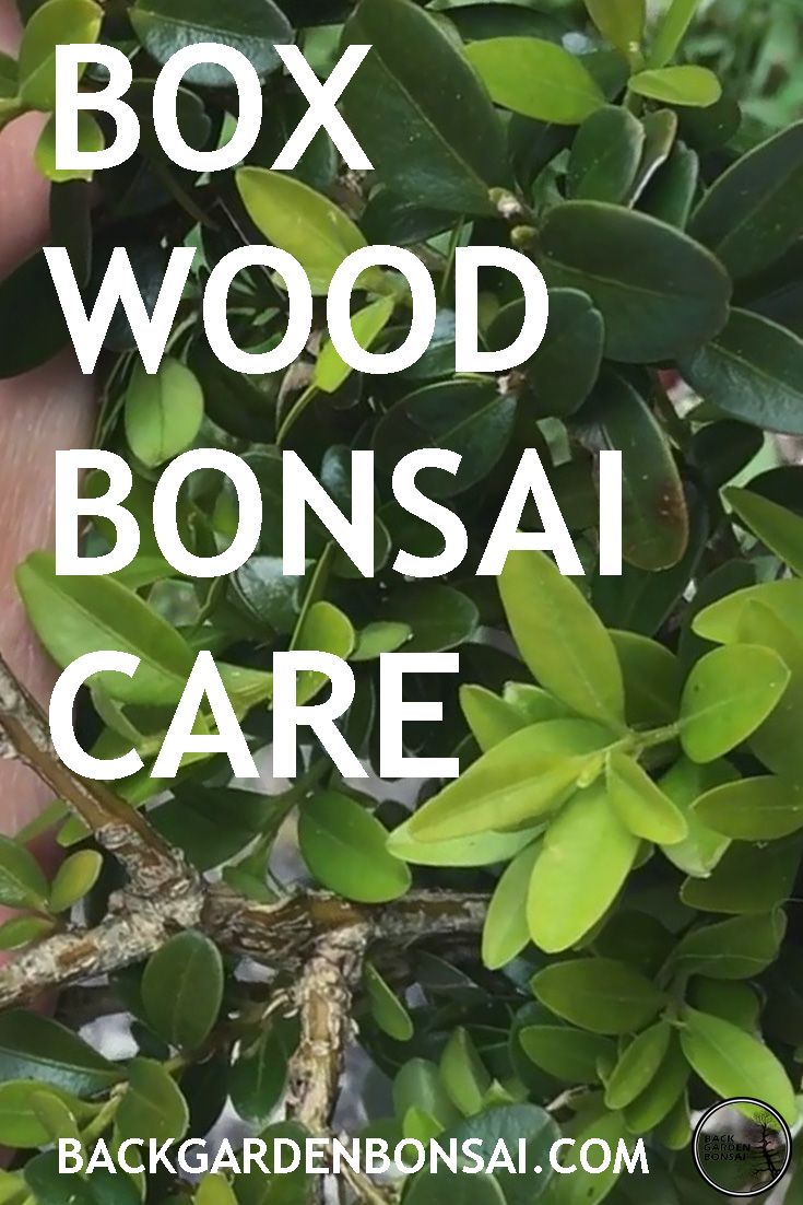 a hand holding some green leaves with the words boxwood bonsai care