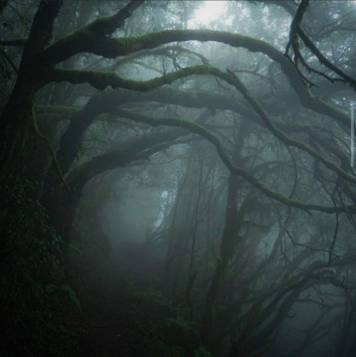 a foggy forest filled with lots of trees covered in green mossy branches and leaves