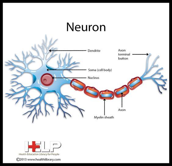 an image of the structure of a neuron and its major functions, labeled in red