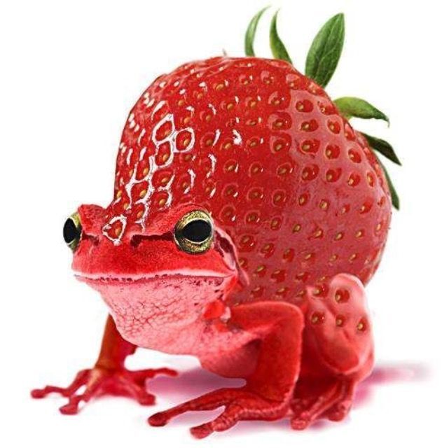 a red frog sitting next to a strawberry on top of it's back legs