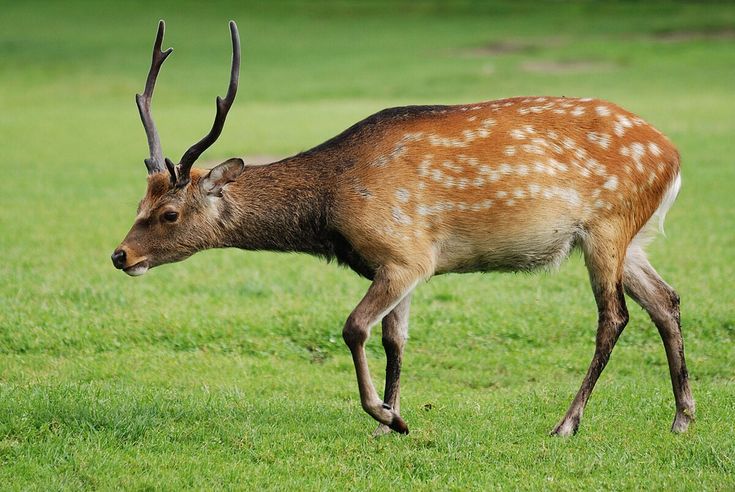 a deer that is standing in the grass