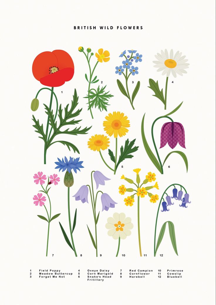 the british wild flowers poster is shown