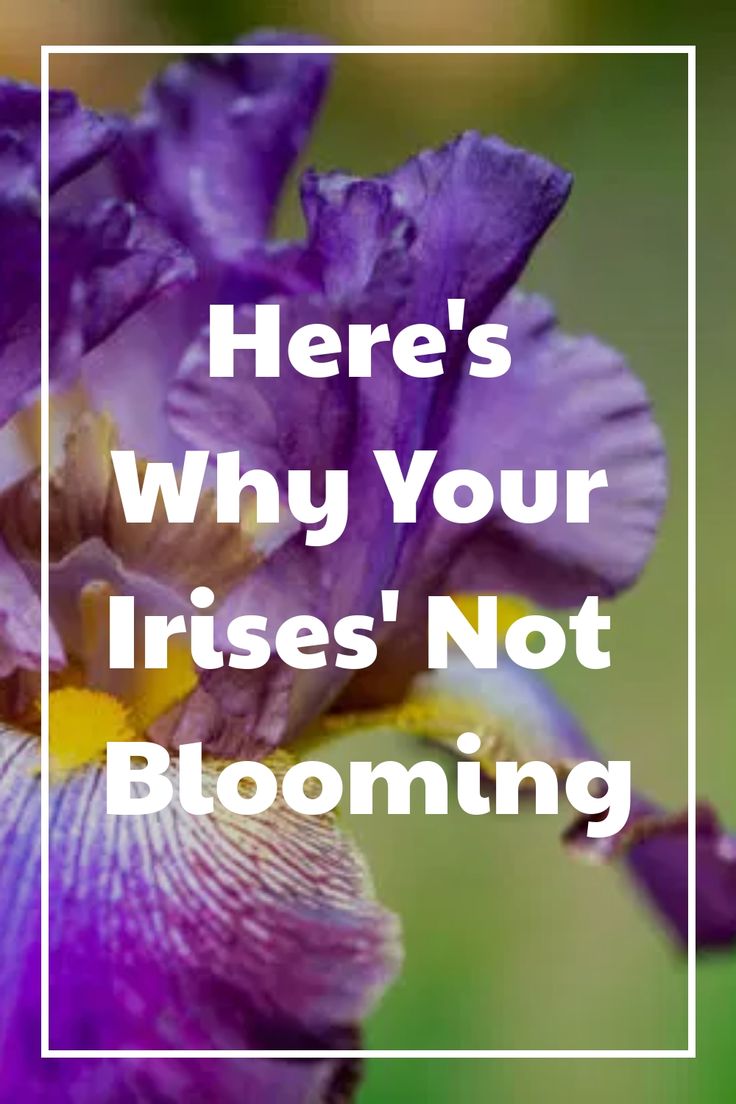 a purple flower with the words here's why your irises not blooming