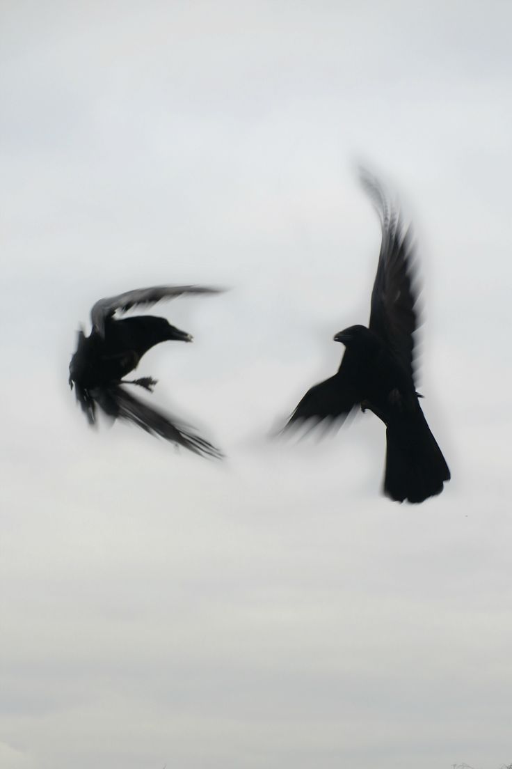 two black birds are flying in the sky