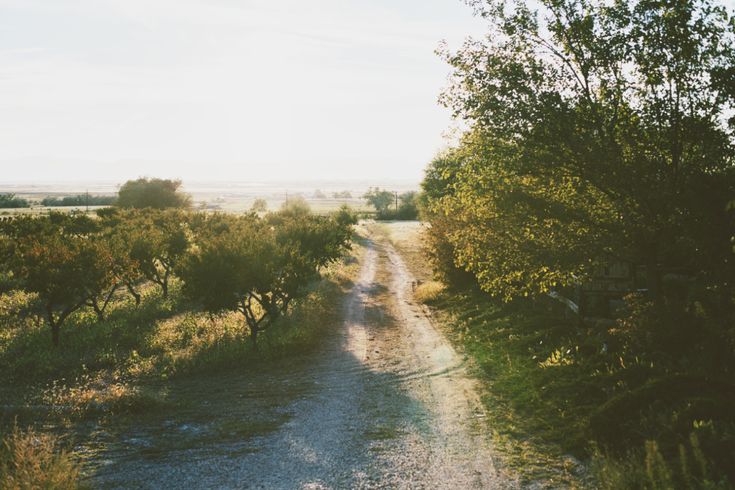 an empty dirt road surrounded by trees and bushes on both sides with the sun shining down