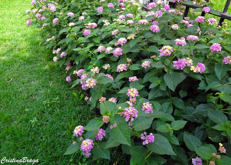 purple flowers are growing along the side of a wooden bench in front of green grass