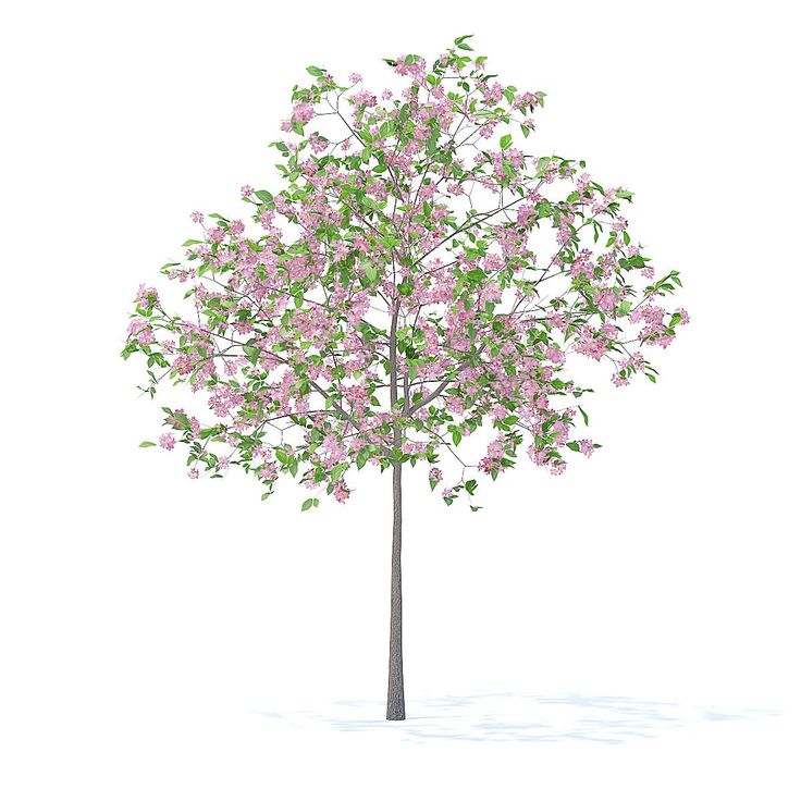 a small tree with pink flowers on it's branches and green leaves in front of a white background