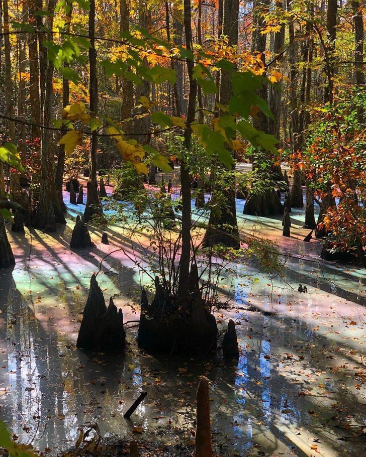 a swampy area with trees and water in it