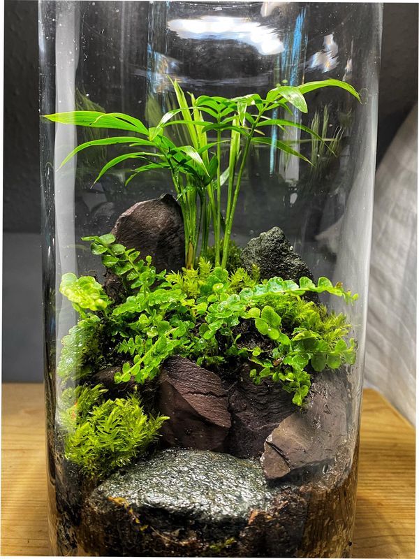 a glass vase filled with plants and rocks