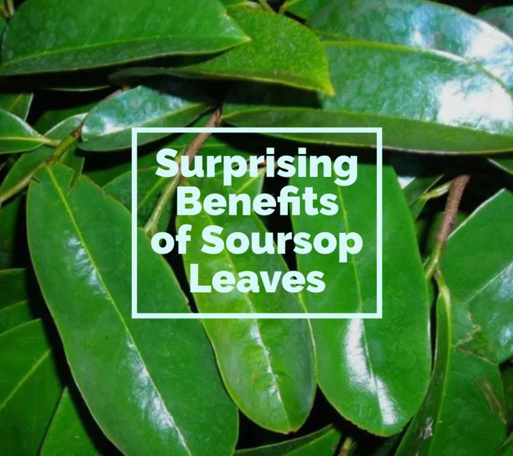 The Benefits of Soursop Tea - Made in Puna Soursop Tea Benefits, Benefits Of Soursop, Soursop Tea, Animal Experiments, Fever Reducer, Tea Benefits, Wound Healing, Lower Blood Pressure, Test Tube