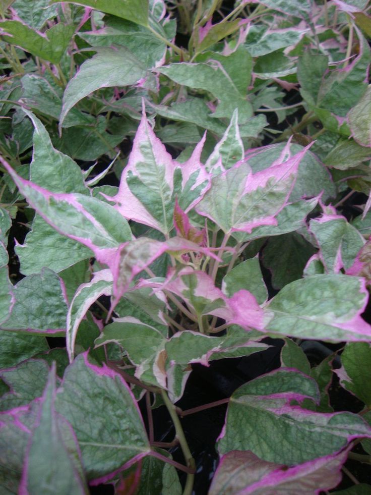 a plant with pink and green leaves in the middle of some dirt area next to grass