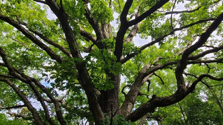 a large tree with lots of green leaves