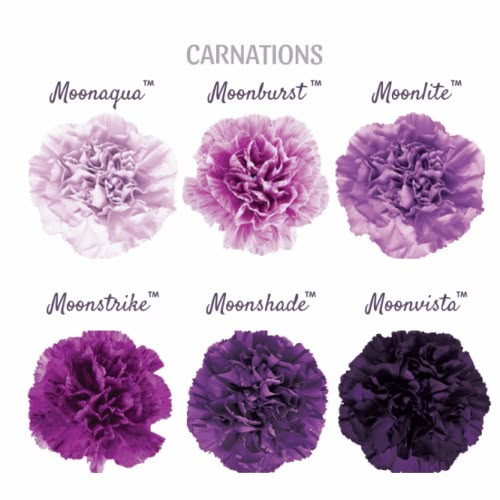 purple carnations are arranged in different colors