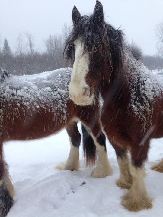 two horses standing in the snow with their faces covered by snow flakes and looking at the camera