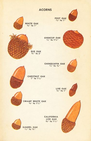 an old book with different types of acorns