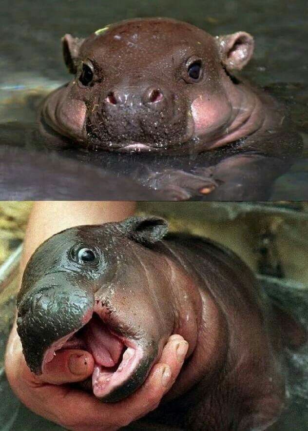 two pictures of a baby hippopotamus with its mouth open and tongue out