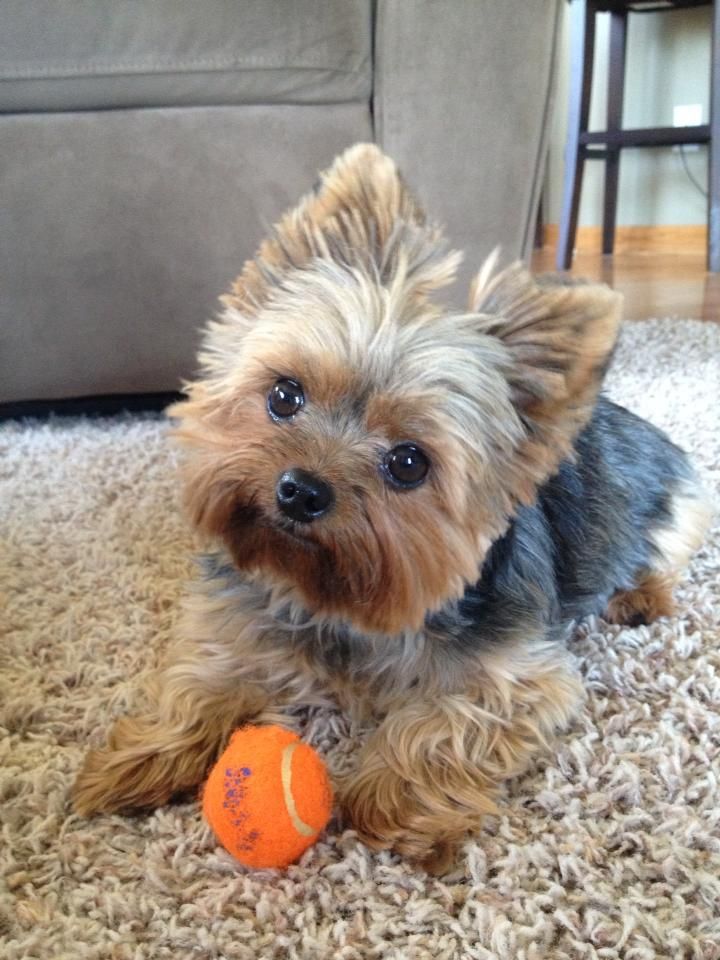 a small dog sitting on top of a carpet next to an orange ball