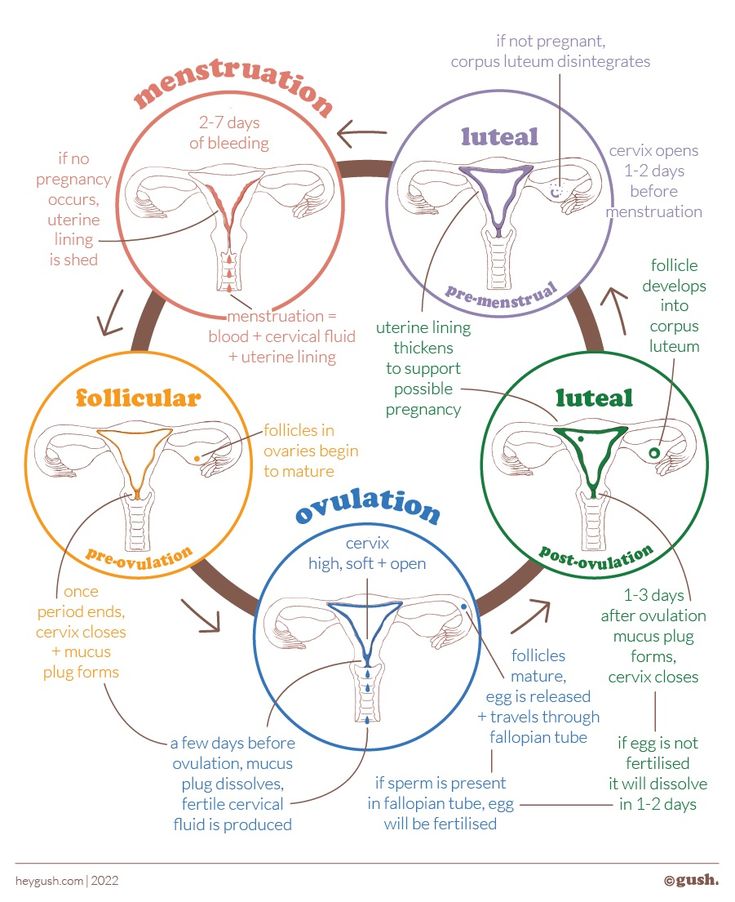 Menstrual Cycle Phases Discharge, Menstrual Cycle Notes, Hormonal Phases, Period Nutrition, Ovarian Cycle, Menstrual Phases, Period Health, Cycle Phases, Mucus Plug