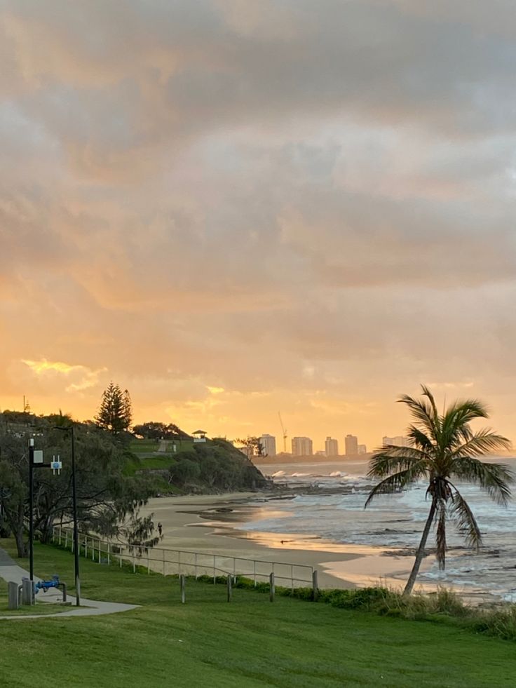 a palm tree on the side of a lush green field next to the ocean at sunset